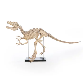 Статуэтка LaRedoute(Динозавр из полимера Ш150 см Dona единый размер бежевый)
